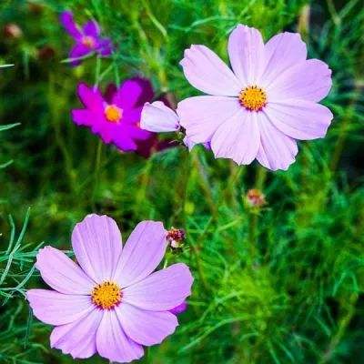 暴笑虫虫滑电线